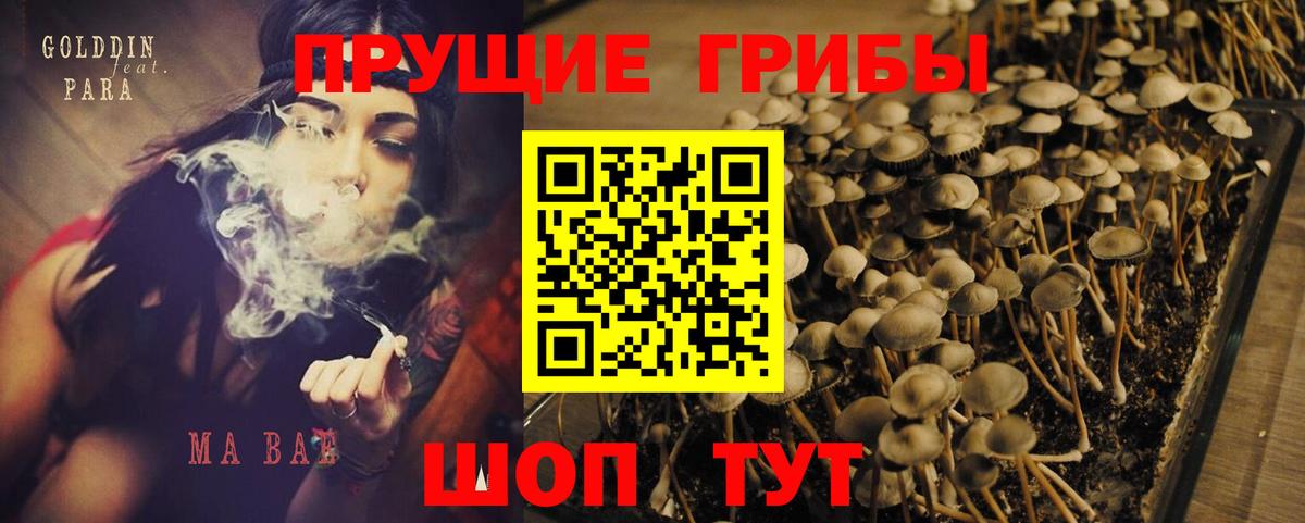 Псилоцибиновые грибы Psilocybe  Вход с VPN  Уссурийск 